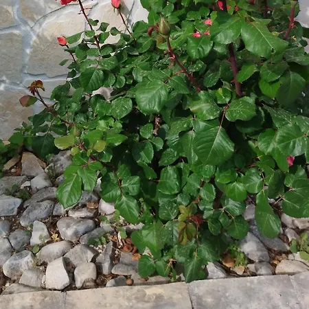 Apartment One-bedroom With Terrace A2 Trogir